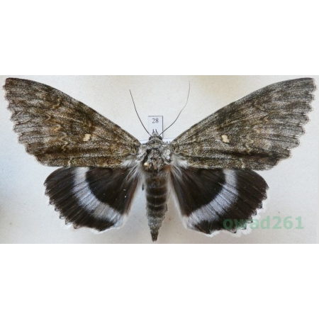 Catocala fraxini (Linnaeus, 1758) male Wstęgówka jesionka ex. ovo Czech 94mm28